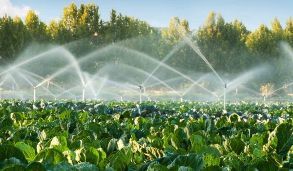 Irrigation system over a field of vegetation.