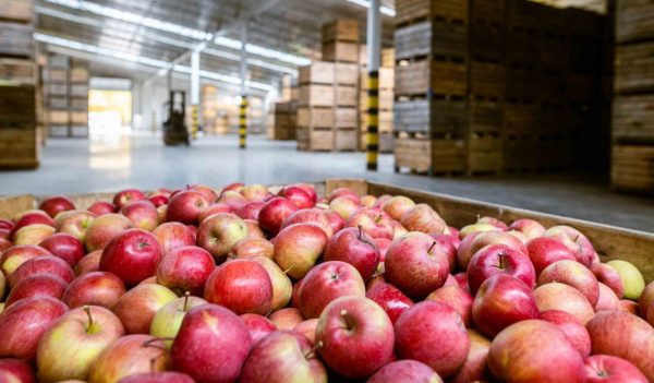 Ripe juicy red apples in a container. Production facilities of large warehouse - grading, packing and storage of crops.