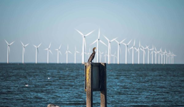 Seabird (european shag) with offshore wind turbine farm on the background. Urk, Flevoland, The Netherlands.