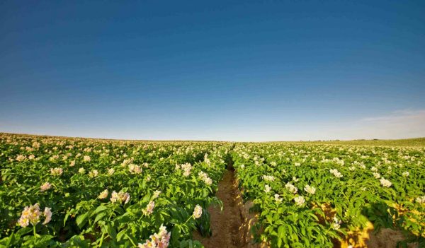 View of a potato field fully grown in New Brunswick.