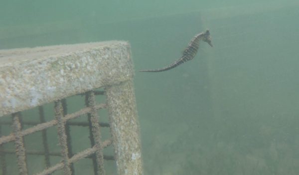 Underwater seahorse hotel structures. 