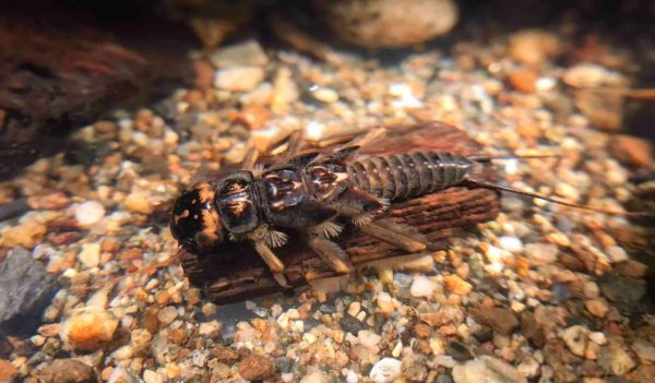 Close-up of a  Golden Stone Fly Nymph.