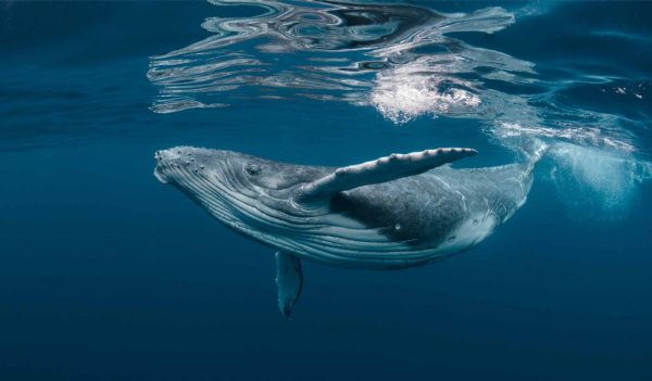 Humpback whale near the water surface.