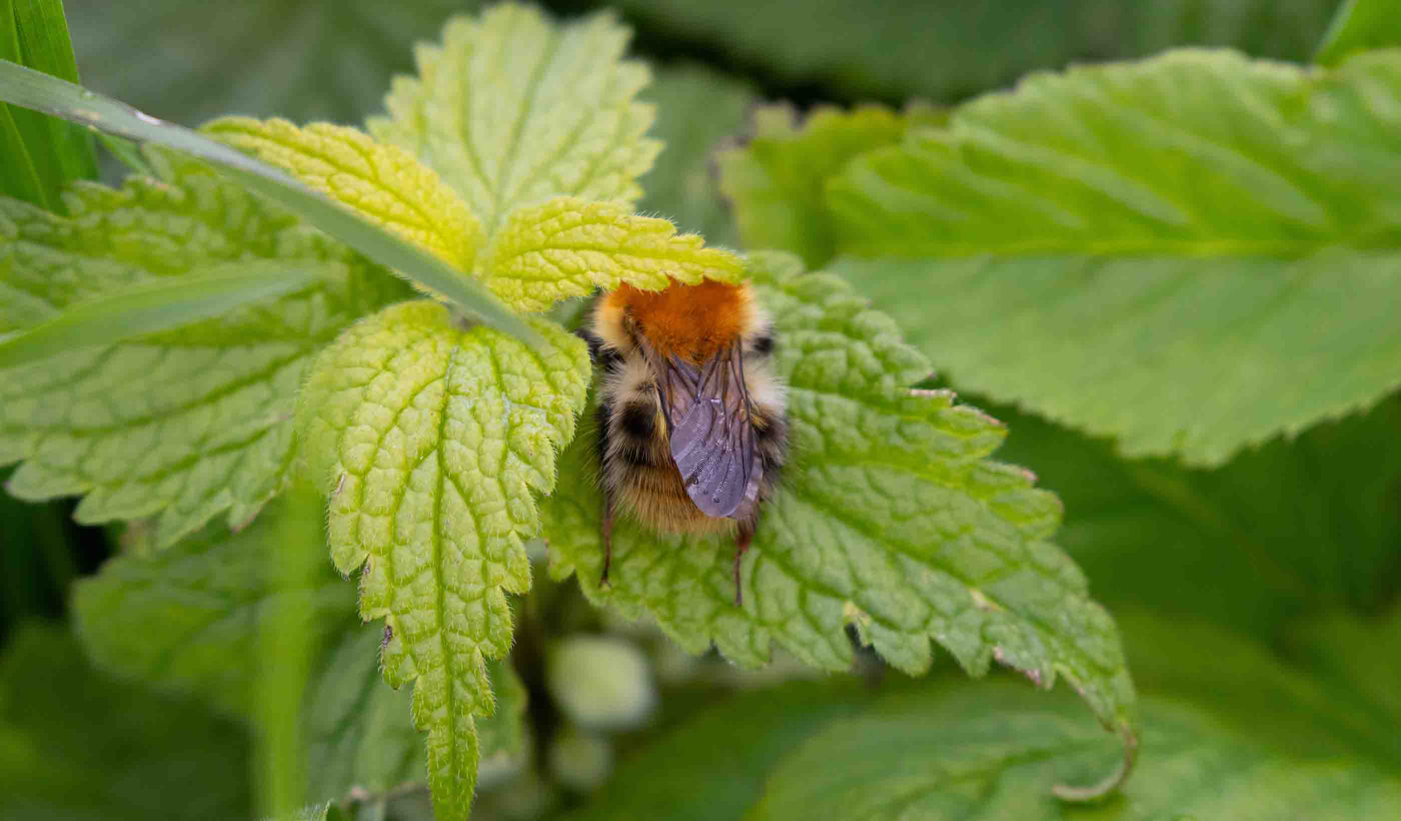 Huge increase in private sector investment is essential to address the biodiversity crisis