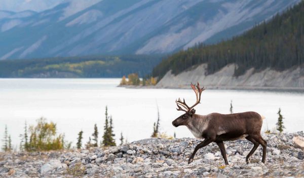 Caribou in the mountains walking along a lake.