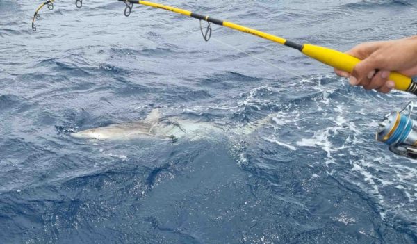 Fishing reel with a shark in the water.