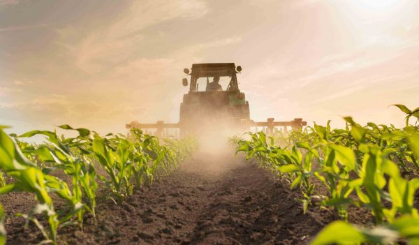 Wide angle of tractor with plowing equipment in corn field in spring time