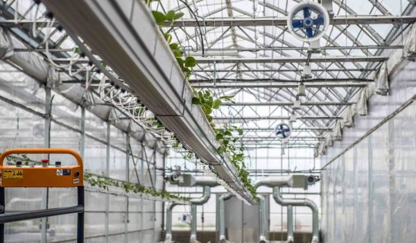 Closeup of a greenhouse irrigation system. 