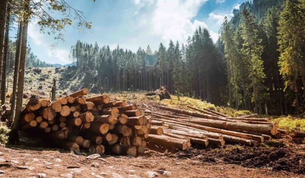 Log stacks along the forest road, Tatry, Poland, Europe