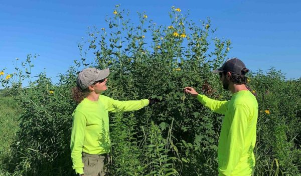 Sarah Krazewski and Derek Mueller conducting vegetation surveys.