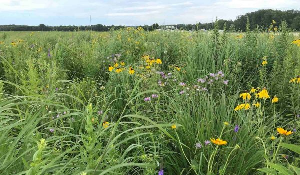 Field of wildflowers