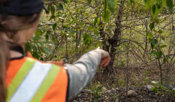 Wildlife biologist looking at a birds nest.