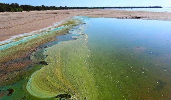 Blue-Green Algae on a sandy, coastal beach in the Baltic sea.