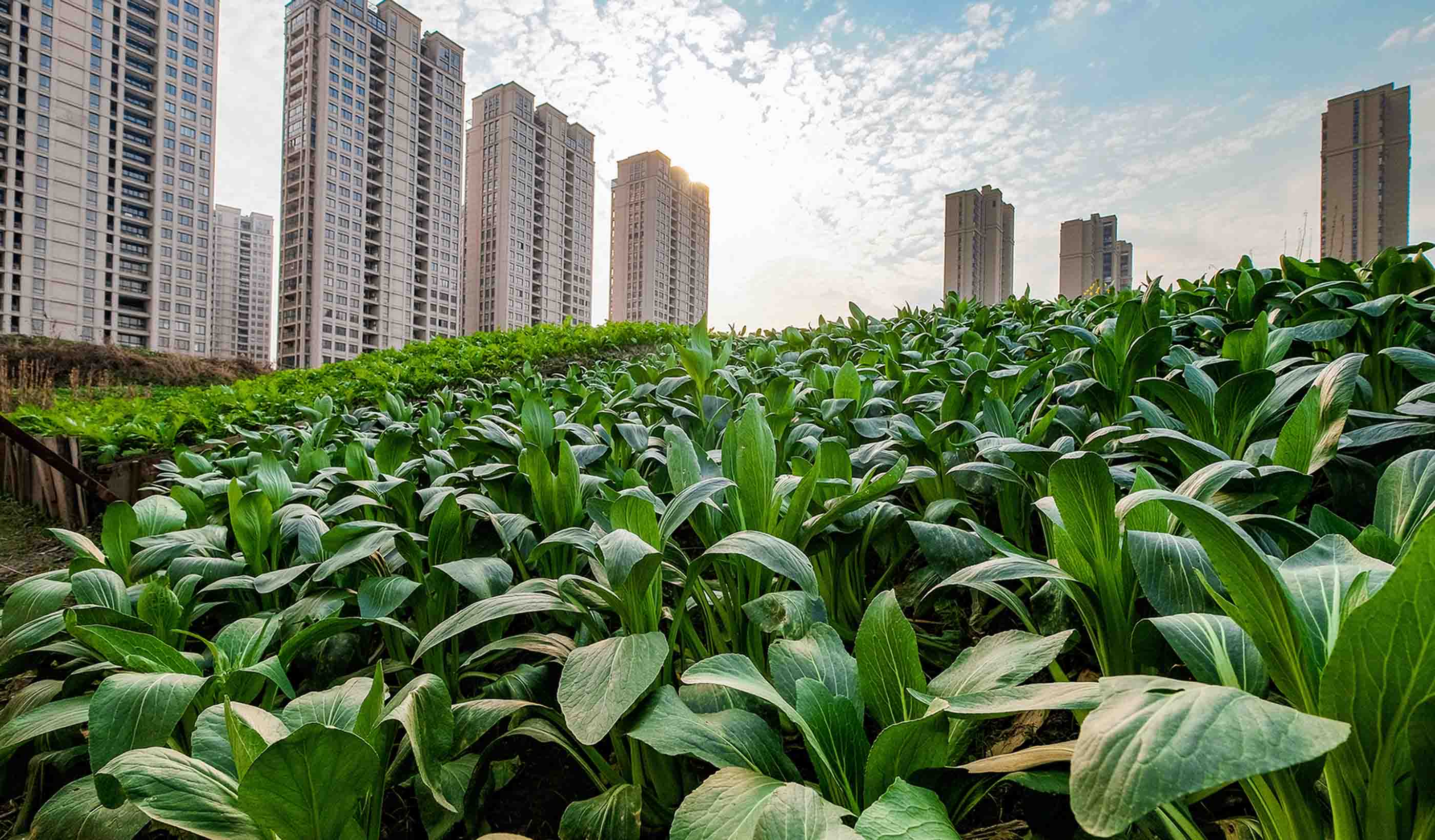 How can Urban Agriculture Play a Role in the City of the Future?