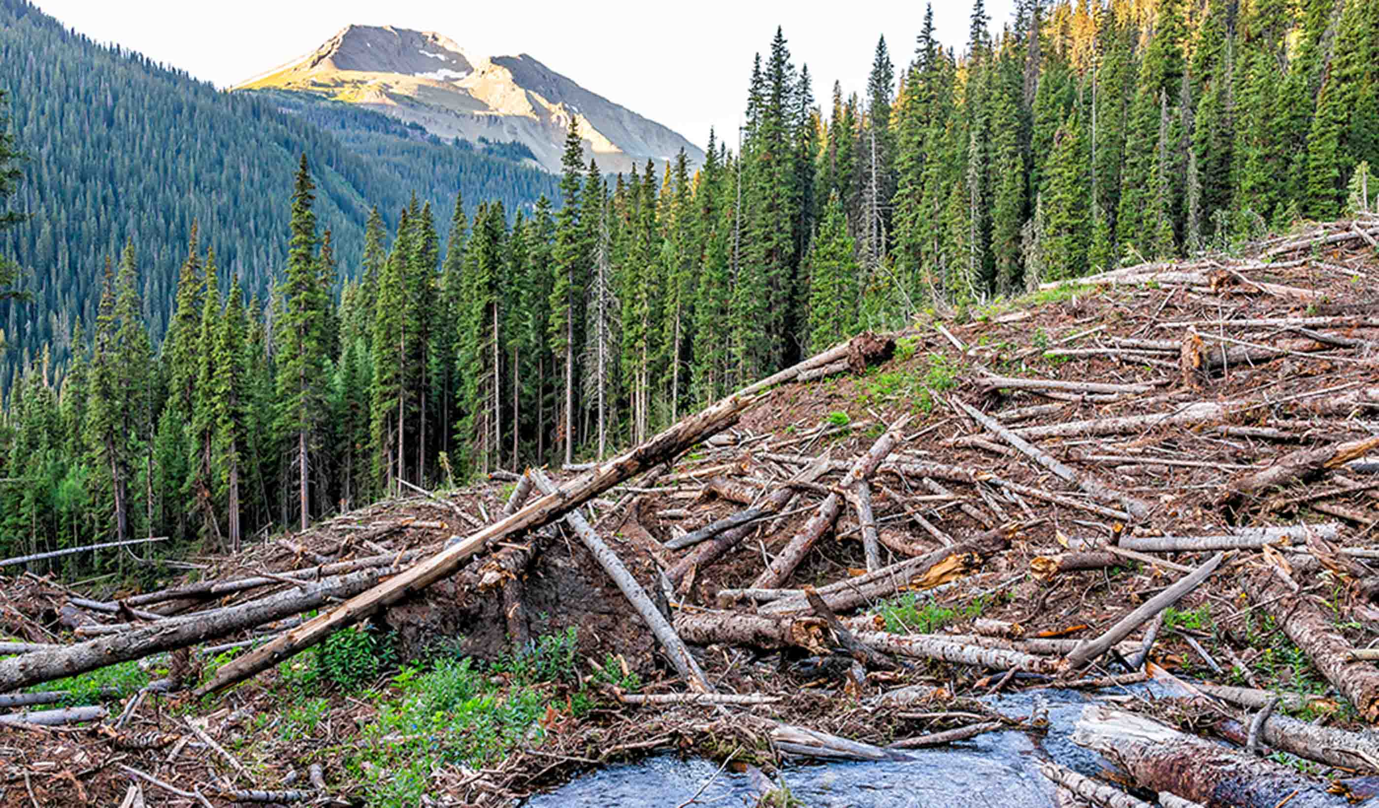 Post-wildfire debris flow and large woody debris transport modeling