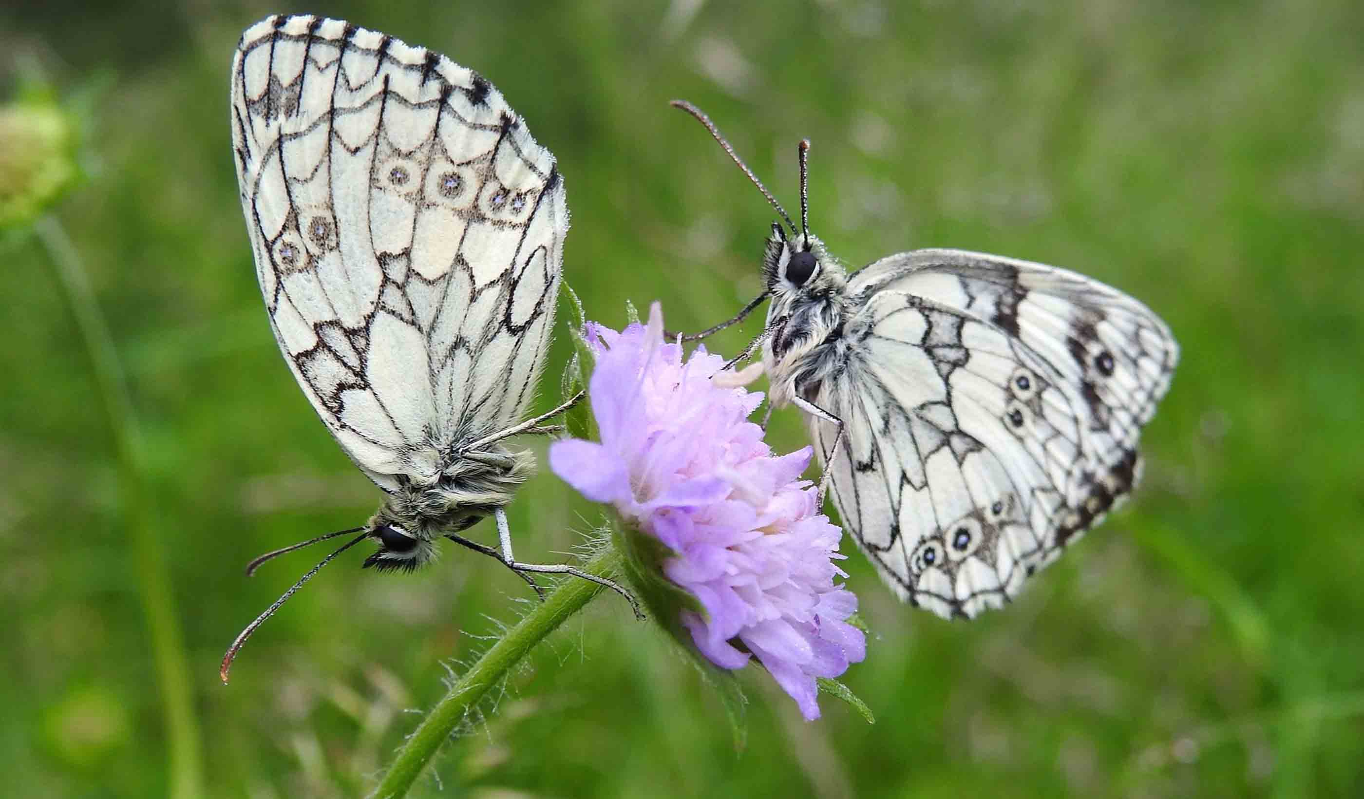 Biodiversity Net Gain: What does this new legislation mean for you?