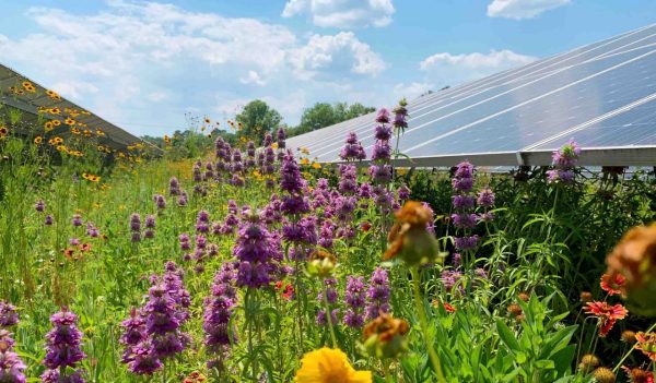 A field of grass and flowers with solar panels