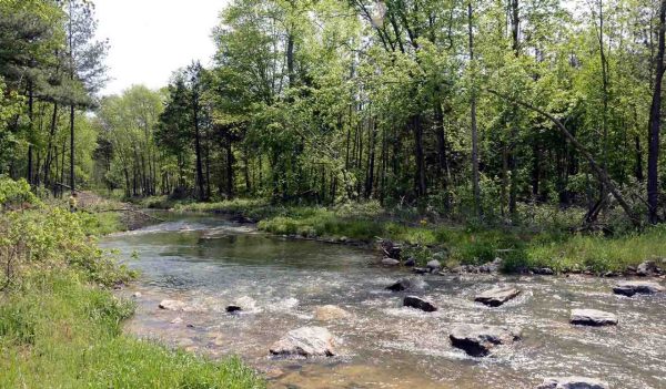 A stream in a treed setting