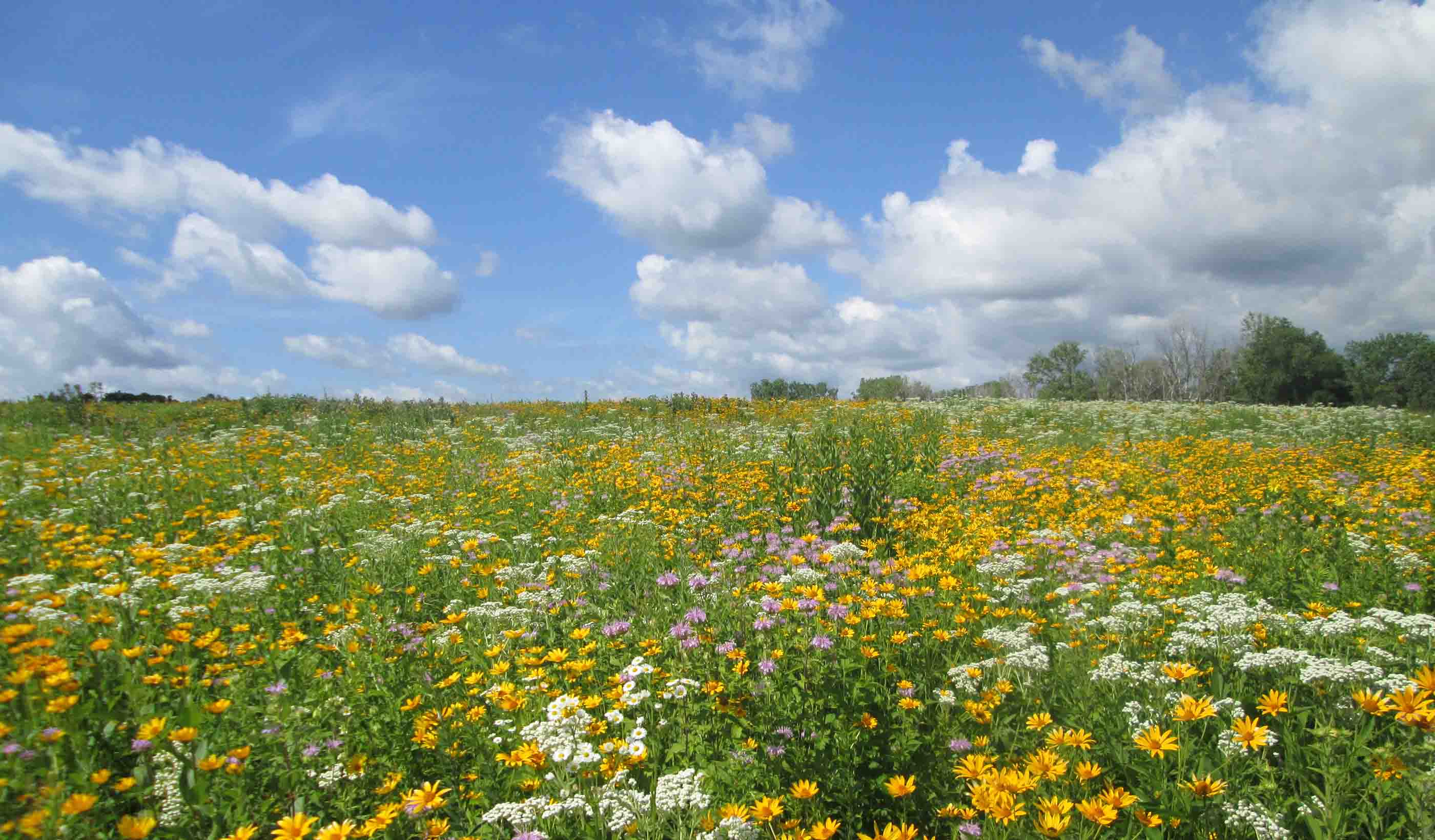 Deer Grove East: Restoring an historic forest preserve