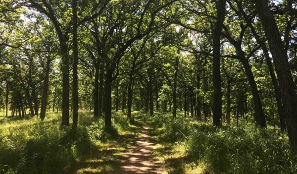 Walking path through forest