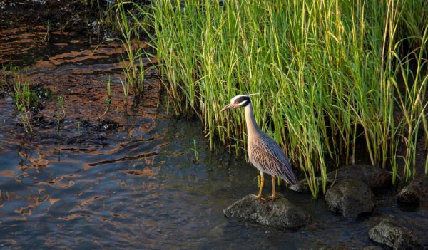 A bird sitting on a rock in the water with plants