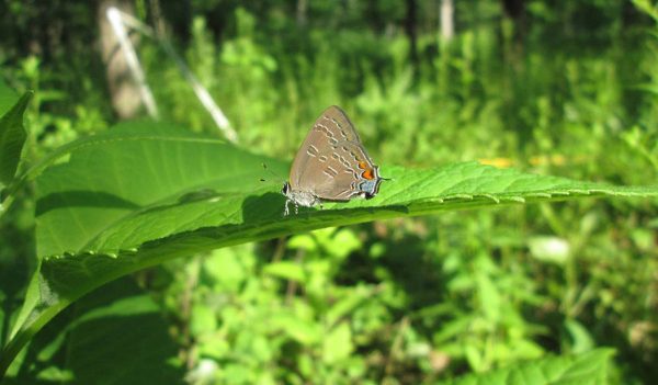 Close-up of a butterfly sitting on a leaf.