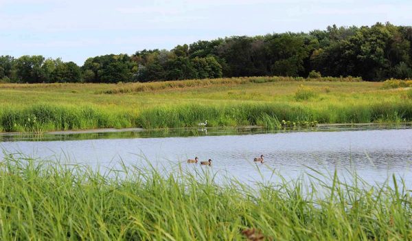 Ducks on a pond in the preserve.