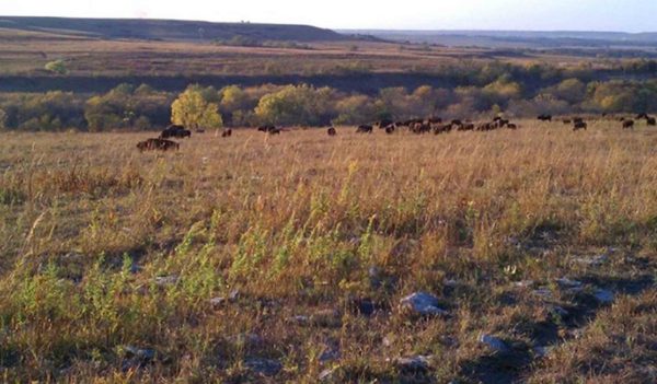  View of animals grazing