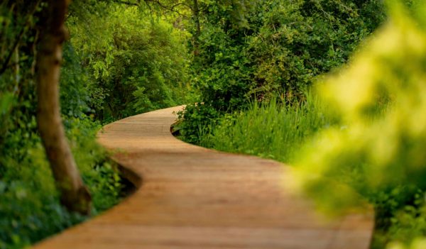 A wooden walkway through trees