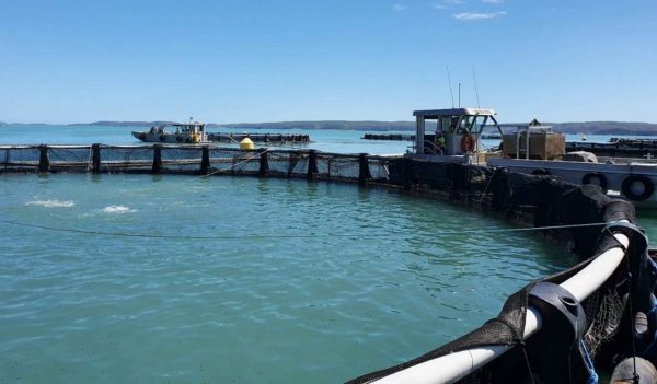 Ocean-based aquaculture sea cages.