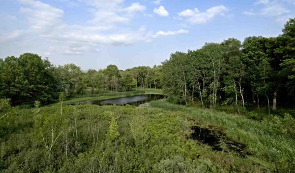 Green field with plants, trees, and water