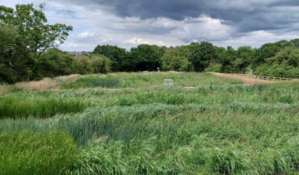 The flourishing wetland against grey cloudy skies