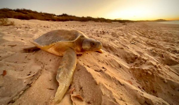 A flatback turtle laying in the sand on a beach