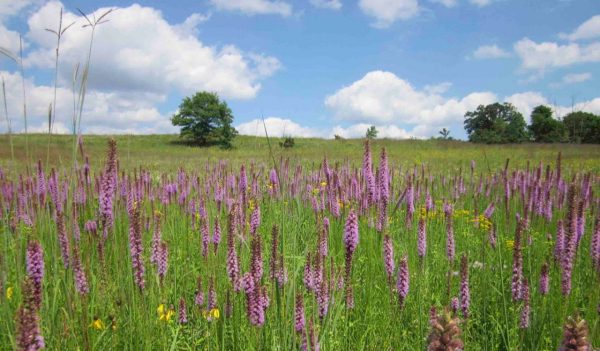 Wildflowers in a field