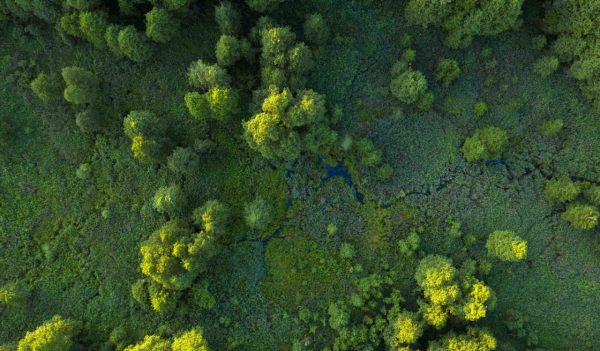 Trees, reeds and river, wetlands near the forest, top view. Wonderful summer landscape, drone view. Abstract natural background.