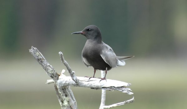 A black tern bird perched on a stick